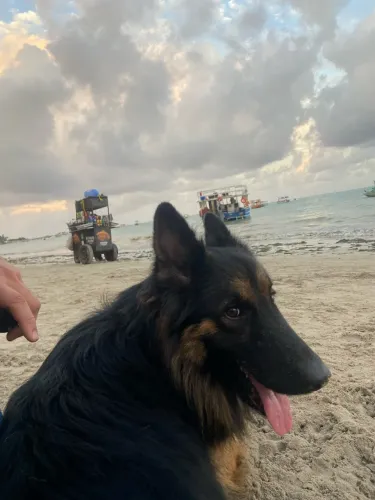 Cachorro Pastor alemão macho ( PARA CRUZAR)