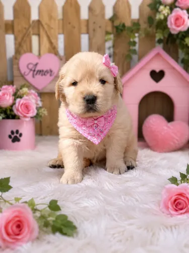 Uma perfeita Golden retriever fêmea para você!