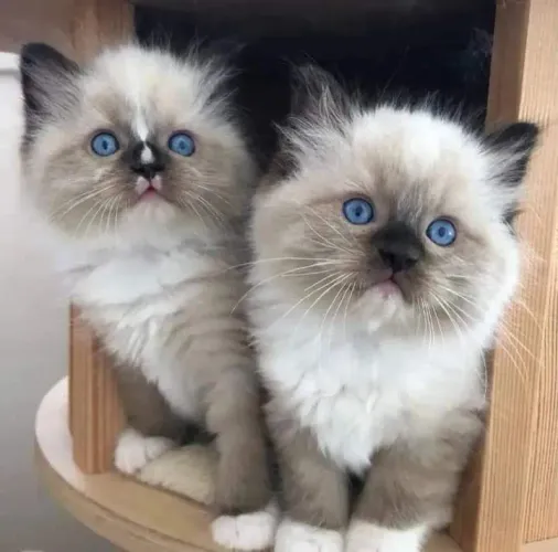 Gatinhos filhotes