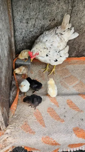 Vende - se Galinha com Pintinhos