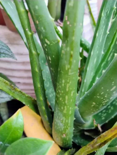 MUDA's DE BABOSA / ALOE VERA todas lindas e viçosas
