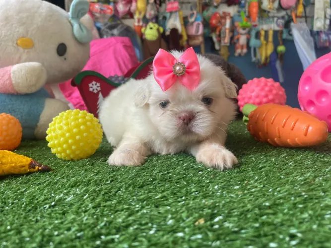 Shihtzu fêmsa branca dos olhos verdes 
