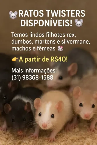 Ratos Twisters Diversos