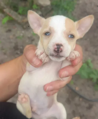 Pinscher Macho  Branco com Área Disponível 