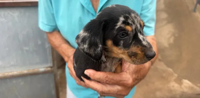 Basset teckel valente 