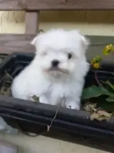 maltes "Pequeno em porte, gigante no carisma."