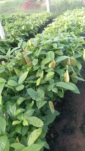 Muda de Cacau Clonada (enxertada)