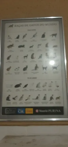 Quadro de raças de gatos Rs 120.00