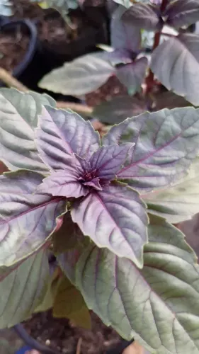Ervas medicinais - plantas ornamentais diversas