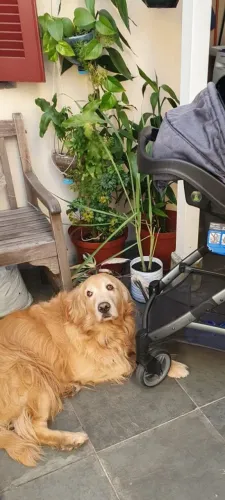 Doação Golden Retriver