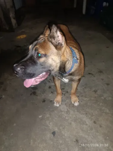Pitmonster 5 meses