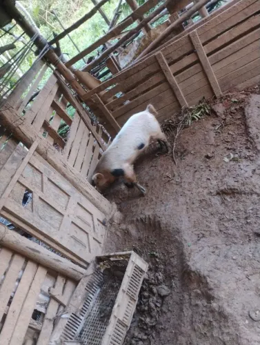 Porco piau