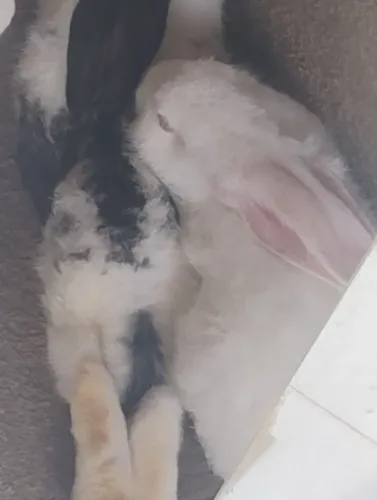 Vende se coelho ?