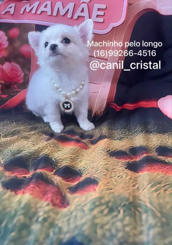 CHIHUAHUA MACHINHO PELO LONGO CISQUINHO 