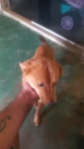 PET PARA ADOÇÃO RESPONSÁVEL 