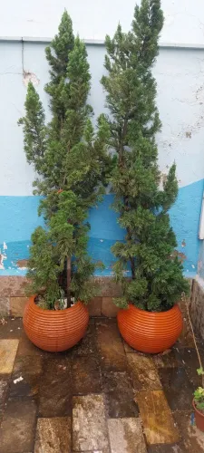 Pinheiro natural .