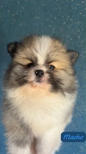 Spitz Alemão Filhote de Alto Padrão