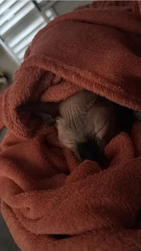 Procura-se macho da raça sphynx