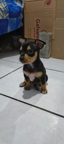 Pinscher 