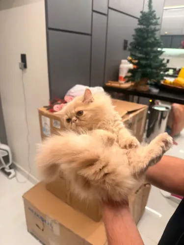 GATO PERSA FILHOTE