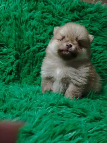 Spitz Alemão Anão (mini luluzinho)