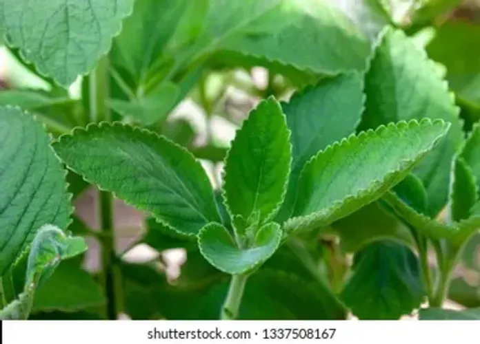 100gr de Folhas verdes de Boldo (Peumus boldus) espécie de planta