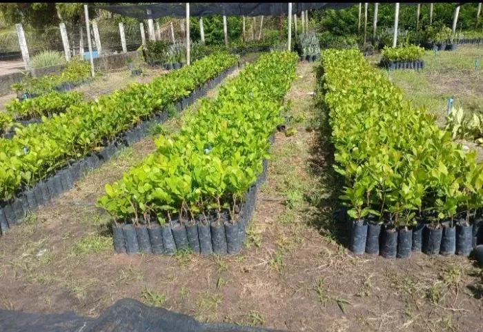 Cajueiro precoce inchertado CCP76