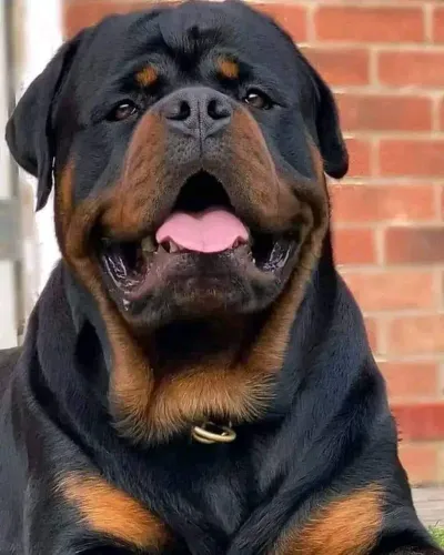 Rottweiiler cabeça de touro::: parcelo até 18x