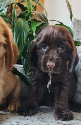 Cocker Amorosos e Lindos? Aqui tem!!!!