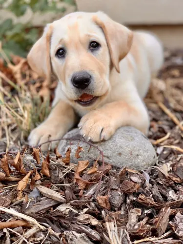 Filhotes De Labrador - Quem Precisa De Um Despertador Quando Se Tem Um Filhote 