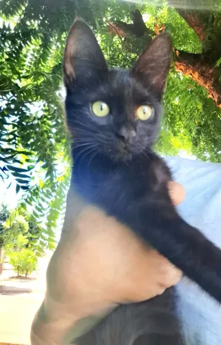 Linda gatinha filhotinha para adoção responsável 