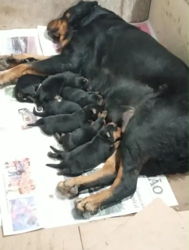 Filhotes Rottweiler