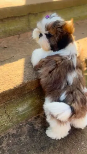 Uma fofura de bbs de Shih Tzu!!! 