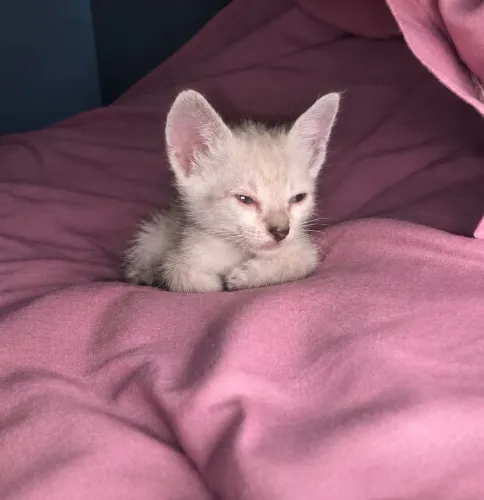 Gatinho para doação 