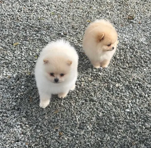Lindos machos de Lulu da Pomerânia
