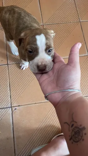 Vendo filme de América bully 
