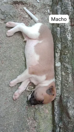 Cachorro para doação