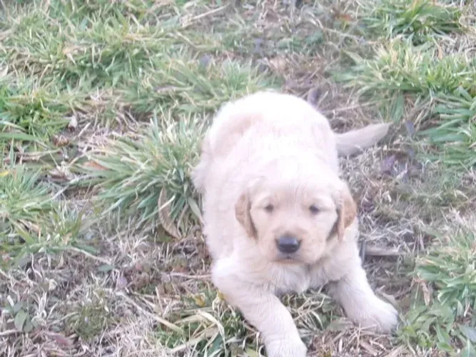 Filhotes de Golden Retriever | Muito dócil e amigável.