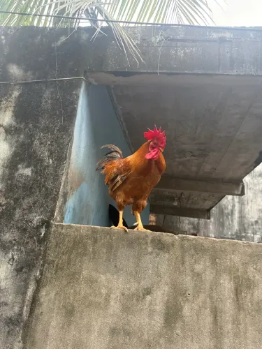 Vendo galos caipirao