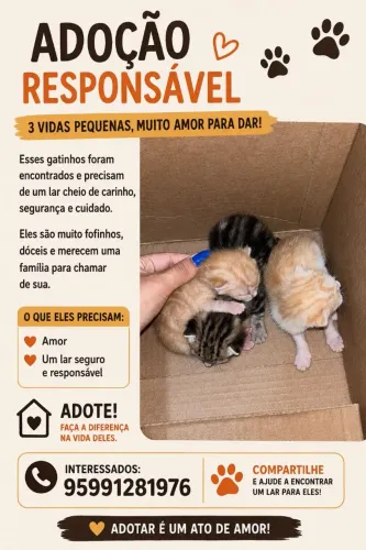 Gato pra doação 