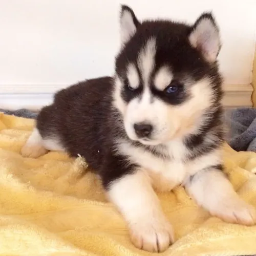 Filhotes de Husky Siberiano lobos carinho para sua vida 