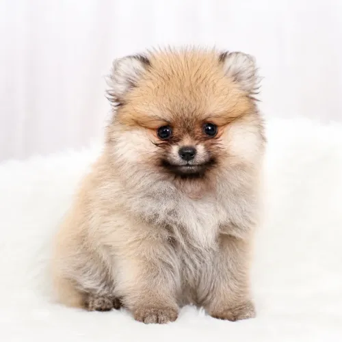 Lulu da Pomerânia (Spitz Alemão Anão)