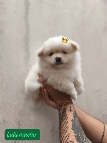 Lulu anao com 60 dias vermigado e vacinado 
