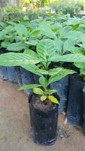 Vende-se mudas de Café..