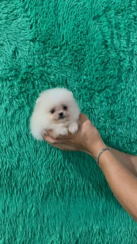 Cachorro Lulu da Pomerania carinho verdadeiro para torcer pelo Brasil