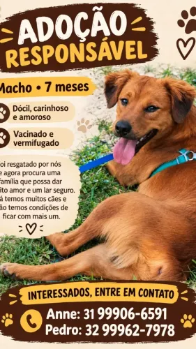 Cachorro