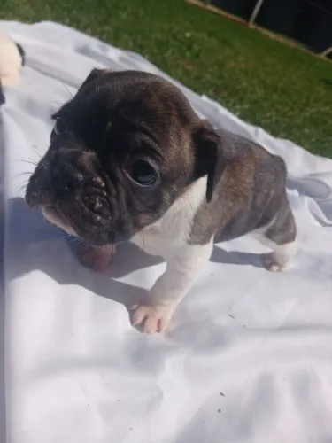 Buldogue francês (LEIA O ANÚNCIO)