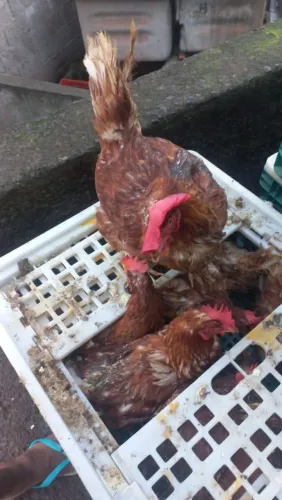 Galinha vermelha 25 reais cada 