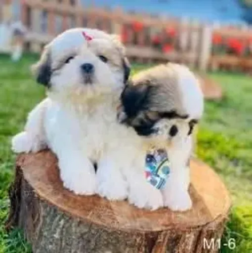 Shih Tzu Leve mais alegria e companhia para sua rotina