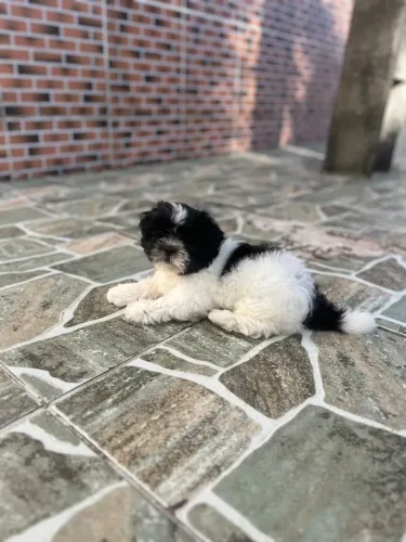 Vendo filhote de shih tzu